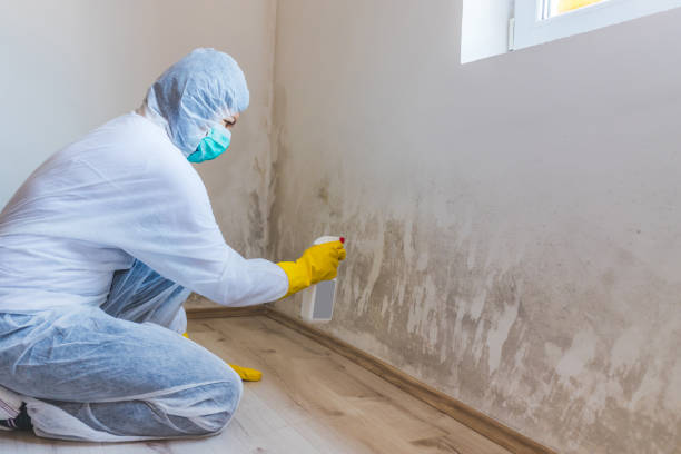 Licensed Attic Mold Removal service in Lisle, IL - WQB Mold Removal