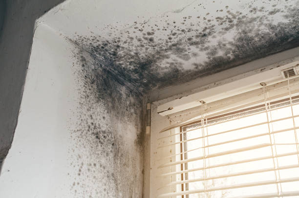 Affordable Attic Mold Removal solutions in Lisle, IL